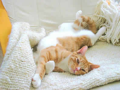 An orange and white cat is stretching out on a chair.