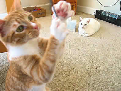 Flutie is reaching his paws out to catch a toy while Moon looks on in the background.