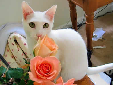 A white cat looks at you over 2 roses.