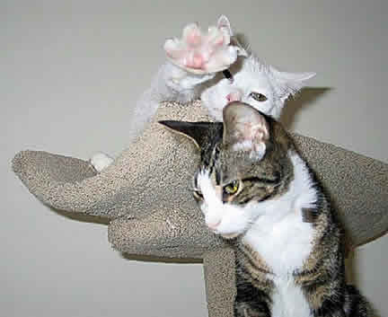 A cat is reaching his paw out toward his brother in play.