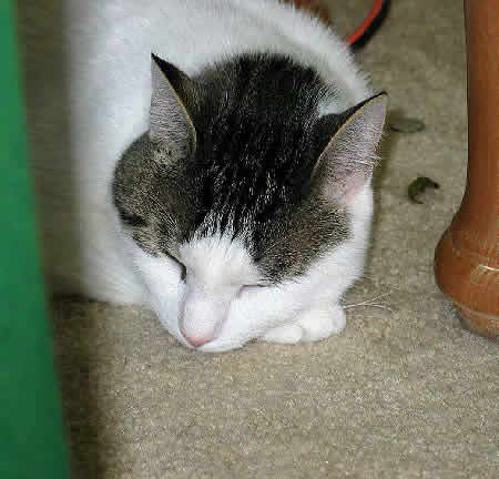 A cat, his head resting on his paw, sleeps on the floor.