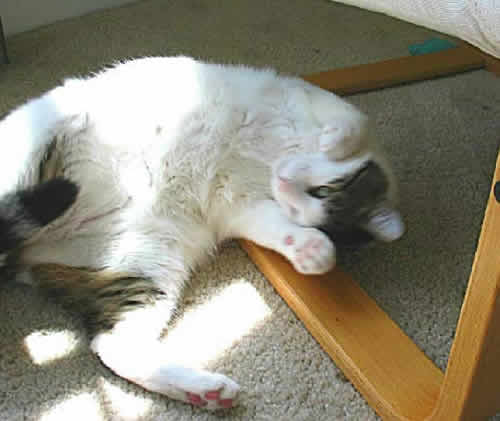 Harry the cat is playfully squirming on his back.