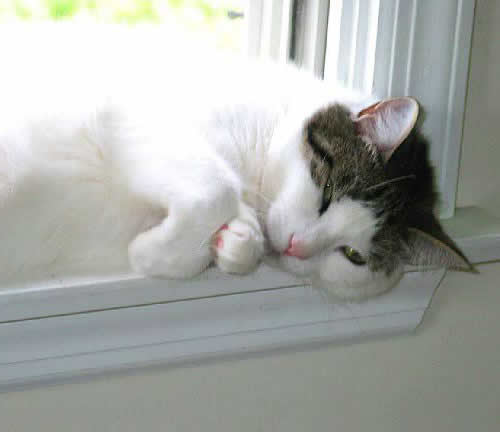 A cat is lying on a window sill, smiling at the camera.