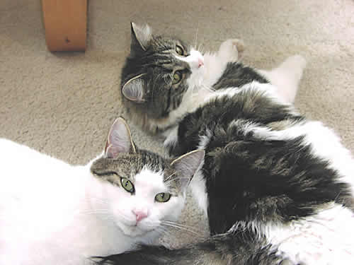 Two cats are playing together on the rug.  One is smiling directly at the camera.