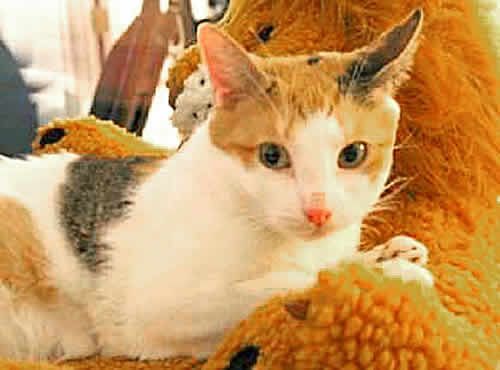 A white, orange, and black cat lies in the lap of a cloth lion.