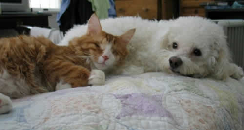 An organize and white kitten, her eyes recently removed, lays his head against a dog. Both are snuggling on a quilt on top of a bed.