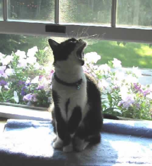 A black and white cat sits in a window, happily singing with her mouth wide open.  Behind her, purple flowers bloom.