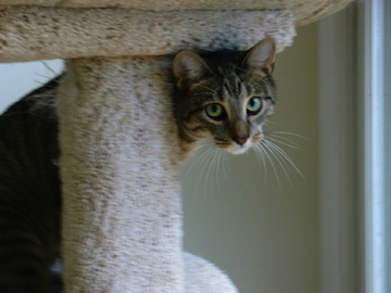 a cat peeks out at you around a cat tree