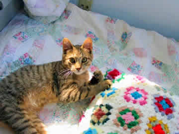 a cat lies on a blanket in the sunlight