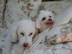2 little white dogs are sitting on the couch 