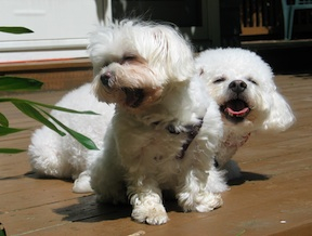 2 little white dogs enjoy the sun
