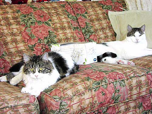 A photograph of 2 cats lying comfortably on a sofa.