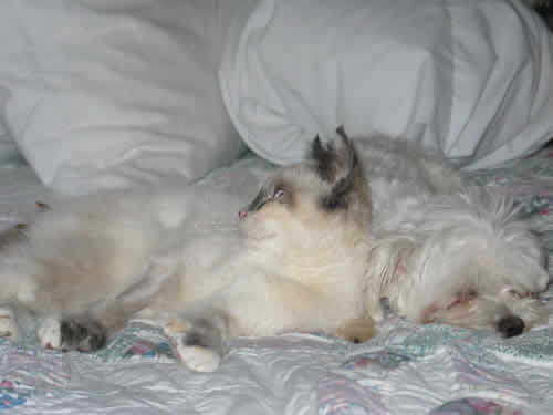 Akitten who is blind & deaf is snuggling up against a small dog.